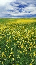 Scaricare immagine Landscape, Flowers, Sky sul telefono gratis.
