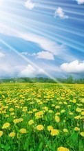 Scaricare immagine Landscape, Flowers, Fields, Sky sul telefono gratis.