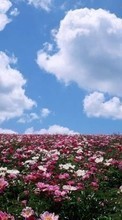 Scaricare immagine Flowers, Sky, Landscape, Fields, Transport sul telefono gratis.