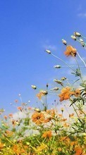 Scaricare immagine Plants, Flowers, Sky sul telefono gratis.