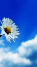 Scaricare immagine 1024x600 Plants, Flowers, Sky, Camomile sul telefono gratis.
