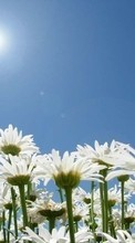 Scaricare immagine 240x320 Plants, Flowers, Sky, Sun, Camomile sul telefono gratis.