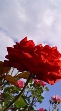 Scaricare immagine 540x960 Plants, Flowers, Sky, Roses sul telefono gratis.