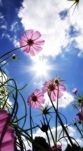 Scaricare immagine 1024x600 Plants, Flowers, Sky, Sun sul telefono gratis.