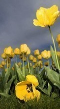 Scaricare immagine Flowers, Sky, Plants, Tulips sul telefono gratis.