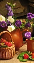 Scaricare immagine Flowers,Objects,Plants sul telefono gratis.