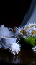 Flowers,Objects,Plants,Camomile