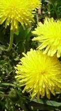Scaricare immagine Plants, Flowers, Dandelions sul telefono gratis.