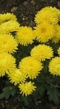 Scaricare immagine Flowers, Dandelions, Plants sul telefono gratis.