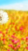 Scaricare immagine Flowers,Dandelions,Plants sul telefono gratis.