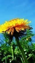 Scaricare immagine Flowers,Dandelions,Plants sul telefono gratis.