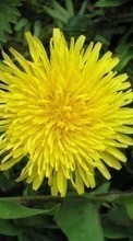 Scaricare immagine Plants, Flowers, Dandelions sul telefono gratis.