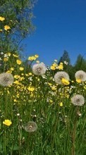 Scaricare immagine 320x480 Plants, Flowers, Grass, Dandelions sul telefono gratis.