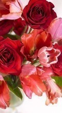 Scaricare immagine 240x400 Holidays, Plants, Flowers, Roses, Postcards sul telefono gratis.