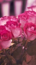 Scaricare immagine 540x960 Plants, Flowers, Roses, Postcards, March 8, International Women's Day (IWD) sul telefono gratis.