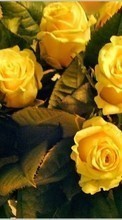 Scaricare immagine 800x480 Plants, Flowers, Roses, Postcards sul telefono gratis.