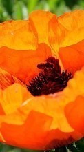 Scaricare immagine Flowers, Bees, Plants sul telefono gratis.
