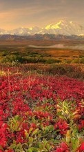 Scaricare immagine 480x800 Landscape, Flowers sul telefono gratis.
