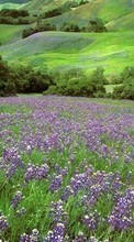 Scaricare immagine Flowers,Landscape sul telefono gratis.