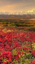 Scaricare immagine 480x800 Landscape, Flowers sul telefono gratis.