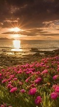 Scaricare immagine Flowers,Landscape,Beach,Sunset sul telefono gratis.