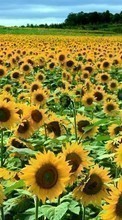Scaricare immagine Flowers, Landscape, Sunflowers, Fields sul telefono gratis.