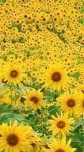 Scaricare immagine Flowers,Landscape,Sunflowers,Fields sul telefono gratis.
