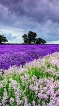 Scaricare immagine Flowers,Landscape,Fields sul telefono gratis.