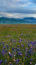 Scaricare immagine Flowers,Landscape,Fields sul telefono gratis.