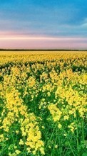 Scaricare immagine Landscape, Flowers, Fields sul telefono gratis.