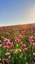 Scaricare immagine Flowers,Landscape,Fields,Plants sul telefono gratis.
