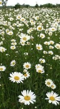 Scaricare immagine 240x320 Plants, Landscape, Flowers, Fields, Camomile sul telefono gratis.