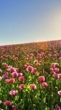 Scaricare immagine Flowers, Landscape, Fields, Plants, Sun, Tulips sul telefono gratis.