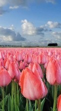Scaricare immagine Flowers,Landscape,Fields,Tulips sul telefono gratis.