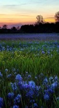 Scaricare immagine Flowers, Landscape, Fields, Sunset sul telefono gratis.
