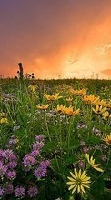 Scaricare immagine Flowers,Landscape,Fields,Sunset sul telefono gratis.