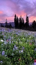 Scaricare immagine Flowers,Landscape,Nature sul telefono gratis.