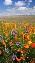 Scaricare immagine Flowers,Landscape,Nature,Plants sul telefono gratis.