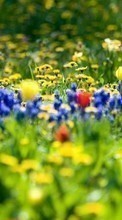 Scaricare immagine Flowers,Landscape,Plants sul telefono gratis.