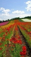 Scaricare immagine 1024x600 Plants, Landscape, Flowers sul telefono gratis.