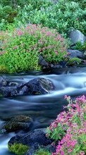 Scaricare immagine Plants, Landscape, Flowers, Rivers sul telefono gratis.