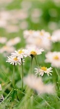 Scaricare immagine Flowers,Landscape,Plants,Camomile sul telefono gratis.
