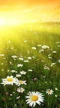 Scaricare immagine Flowers, Nature, Plants, Camomile, Sun sul telefono gratis.