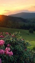 Scaricare immagine Plants, Landscape, Flowers, Sun sul telefono gratis.