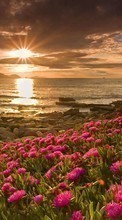 Scaricare immagine Plants, Landscape, Flowers, Sunset, Sun sul telefono gratis.