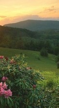 Scaricare immagine 1080x1920 Plants, Landscape, Flowers, Sunset, Sun sul telefono gratis.