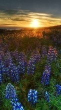 Scaricare immagine 320x240 Plants, Landscape, Flowers, Sunset, Sun sul telefono gratis.