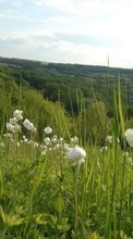Scaricare immagine 1080x1920 Plants, Landscape, Flowers, Grass sul telefono gratis.