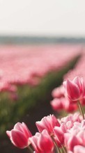 Scaricare immagine Flowers, Landscape, Plants, Tulips sul telefono gratis.