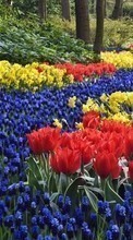 Scaricare immagine 540x960 Plants, Landscape, Flowers, Tulips sul telefono gratis.